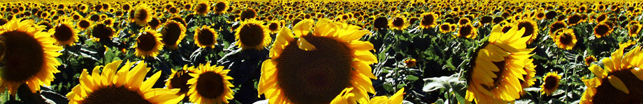 Listen To Musak Rotating Header Image